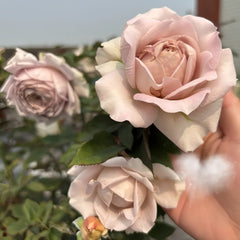 Charity Towa Rose Plant | 今井慈善 image 3