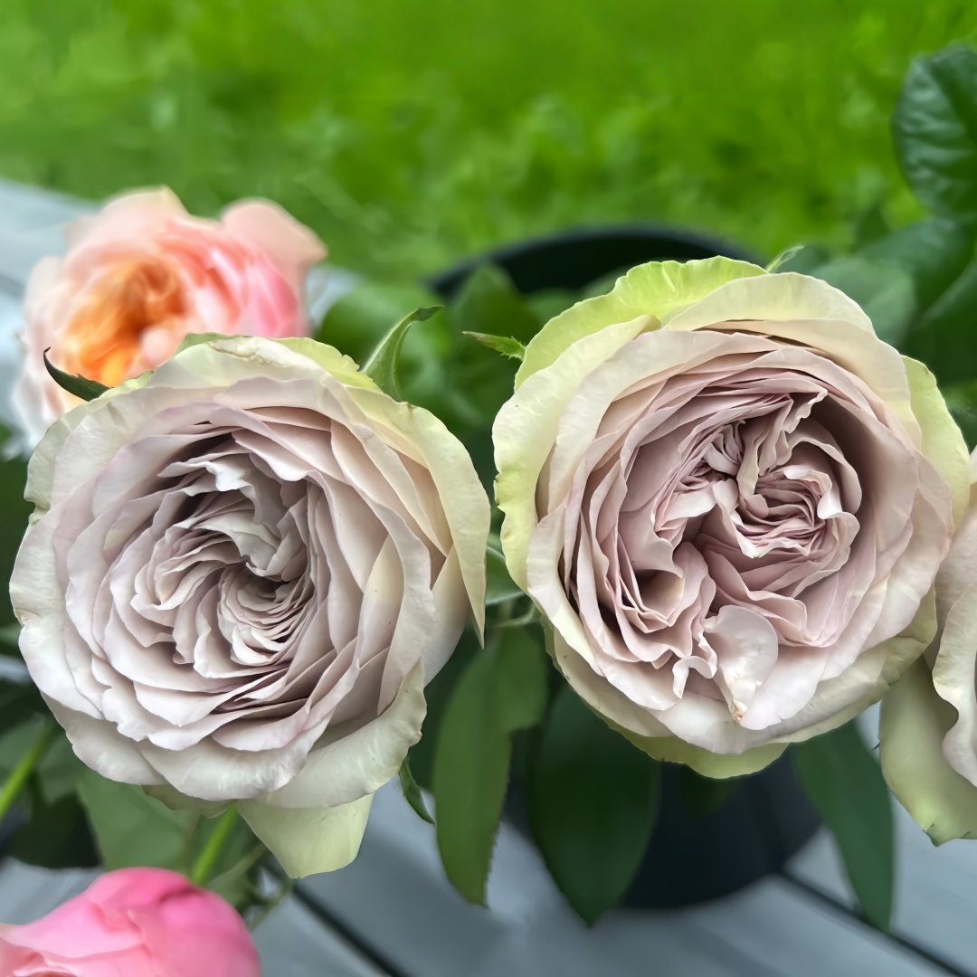 Silvermine Rose Plant|银矿 image 6