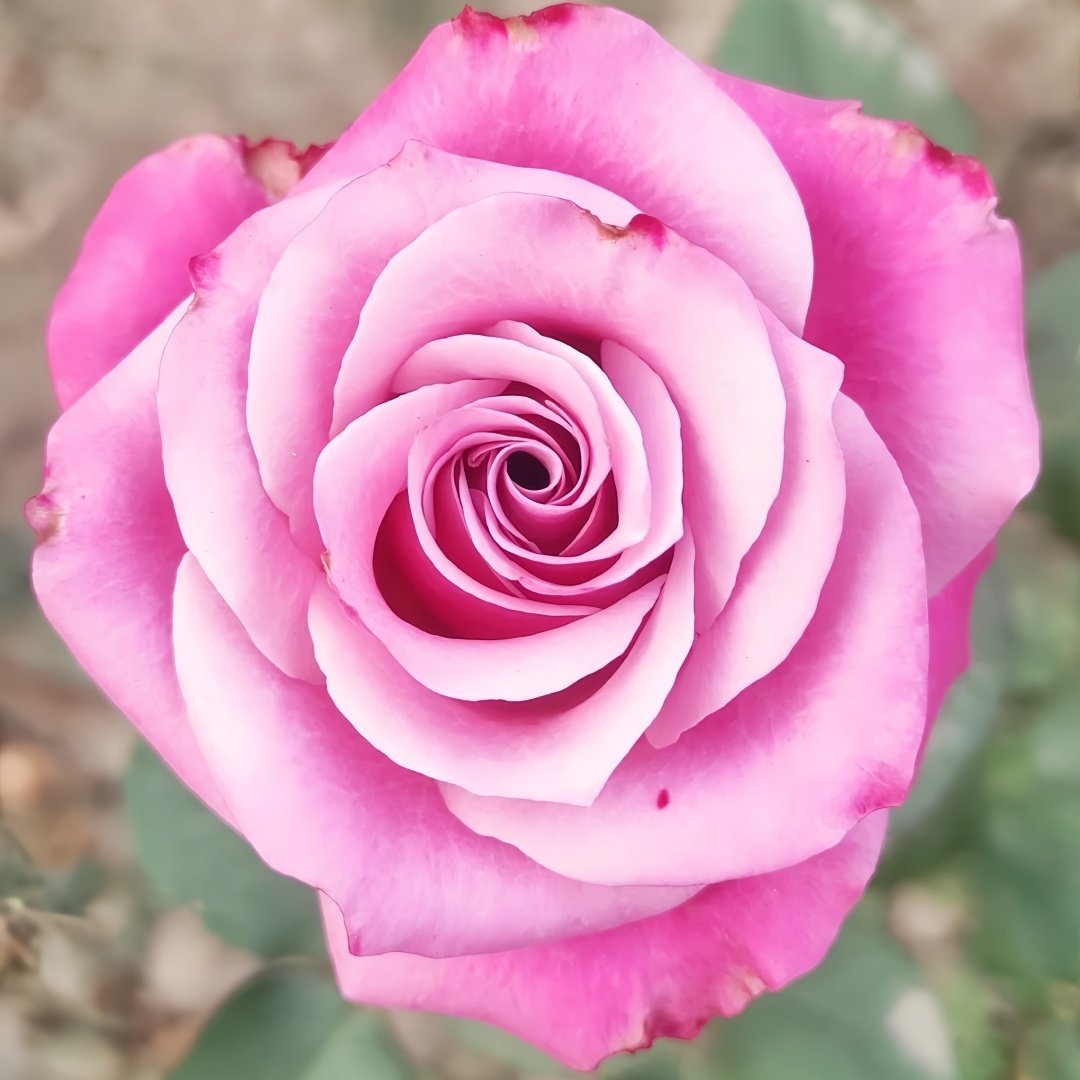 Country Blues Rose Plant|乡村蓝调 image 7