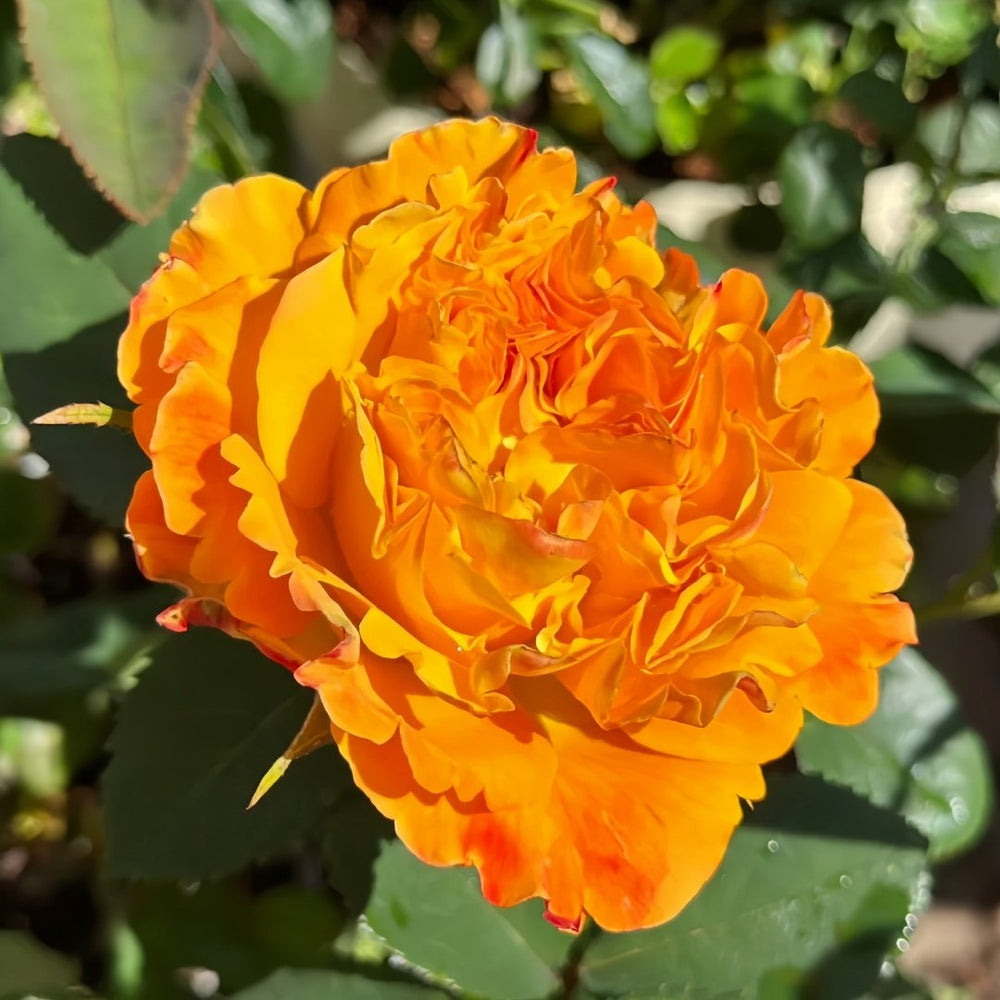 Mango Lieber Rose Plant|芒果酒吧/芒果丽娃 image 5