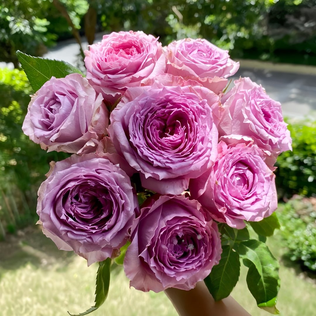 Country Spirit Song Rose Plant|乡村音乐 image 8