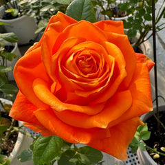 Kings Day Rose Plant｜国王日 image 1