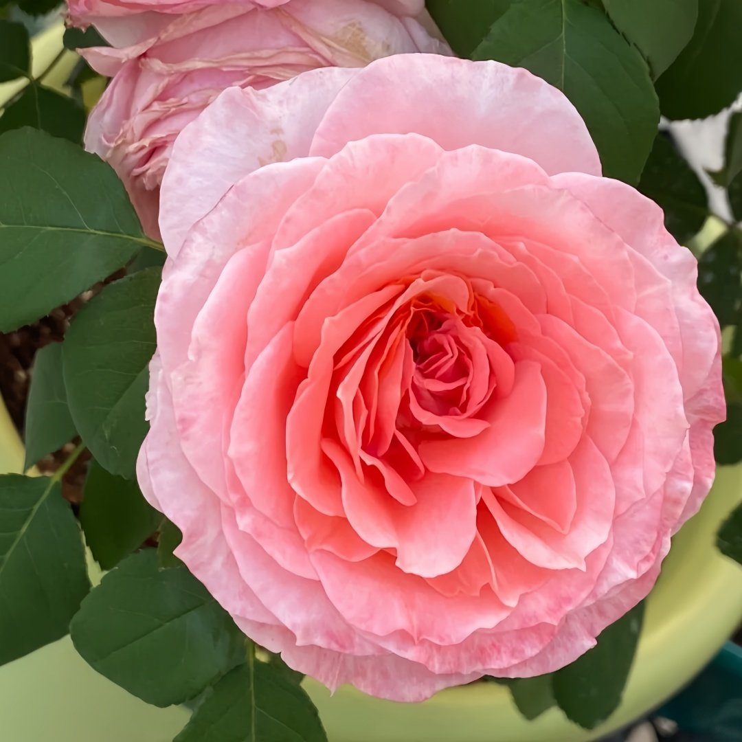 Salmanasar Rose Plant|萨尔曼莎 image 4