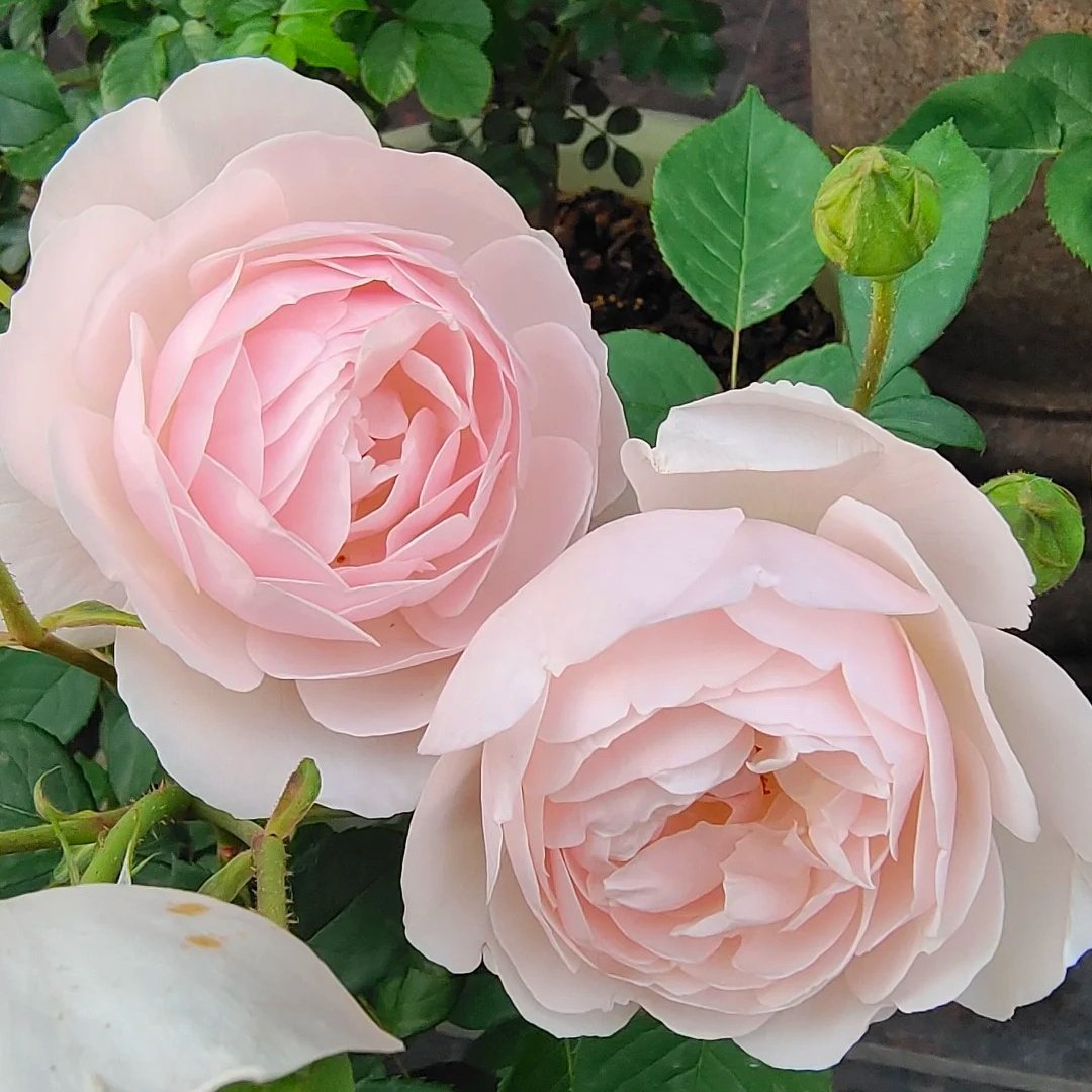 Desdemona Rose Plant|黛丝德蒙娜 image 4