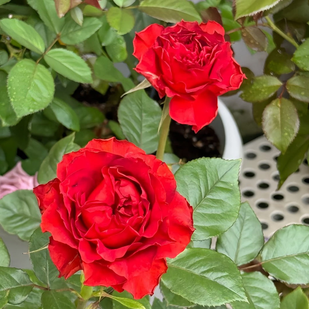 Cola Rose Plant | 可乐 image 4