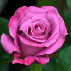 Maritim Rose Plant|玛丽蒂姆/玛丽提姆 image 2