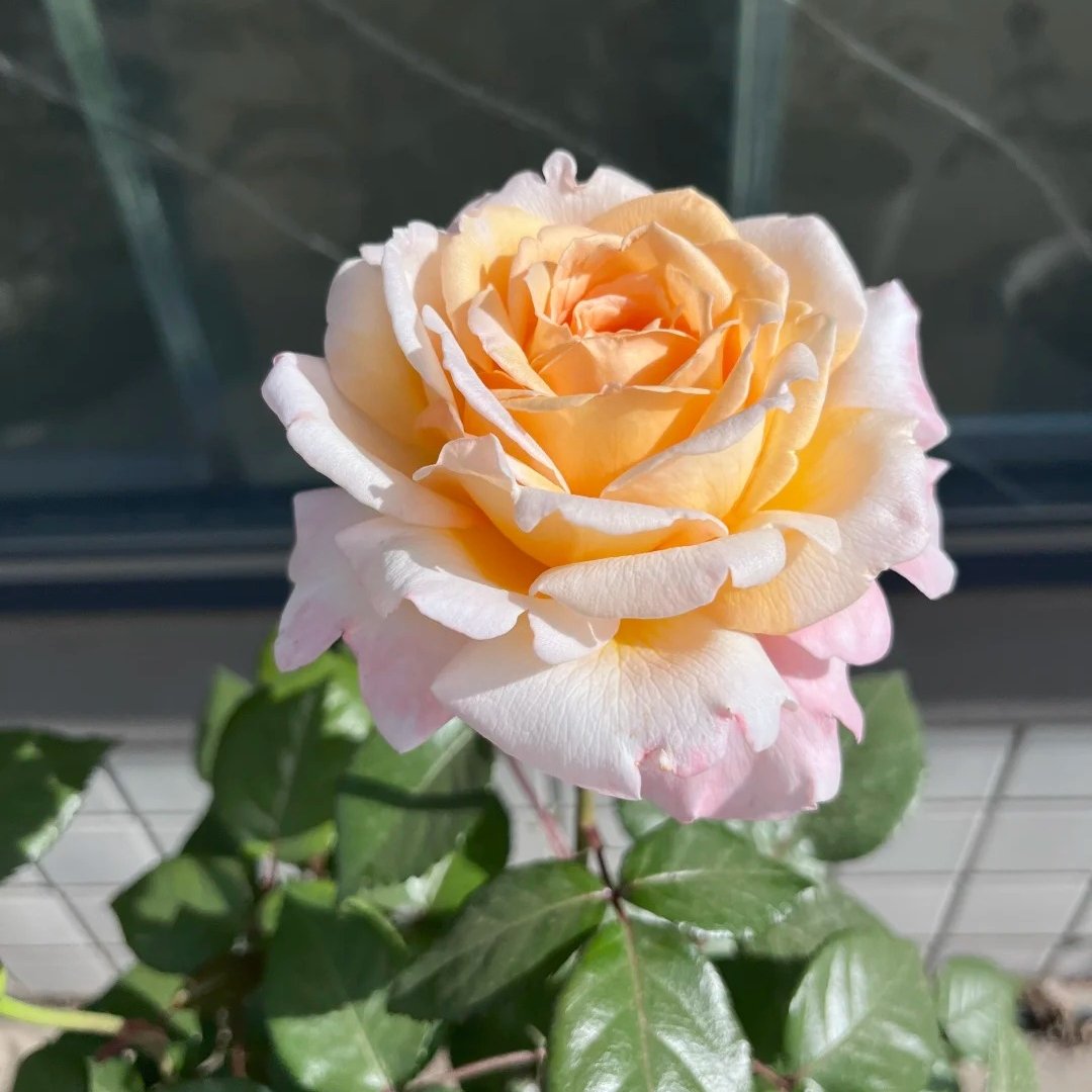 Grossherzogin Luise Rose Plant|大公夫人 image 1