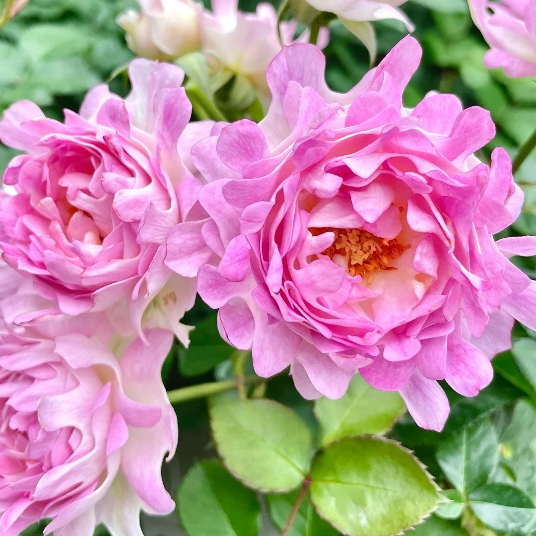 Maria Callas Rose Plant | 苏芬/海葵宝宝 image 6