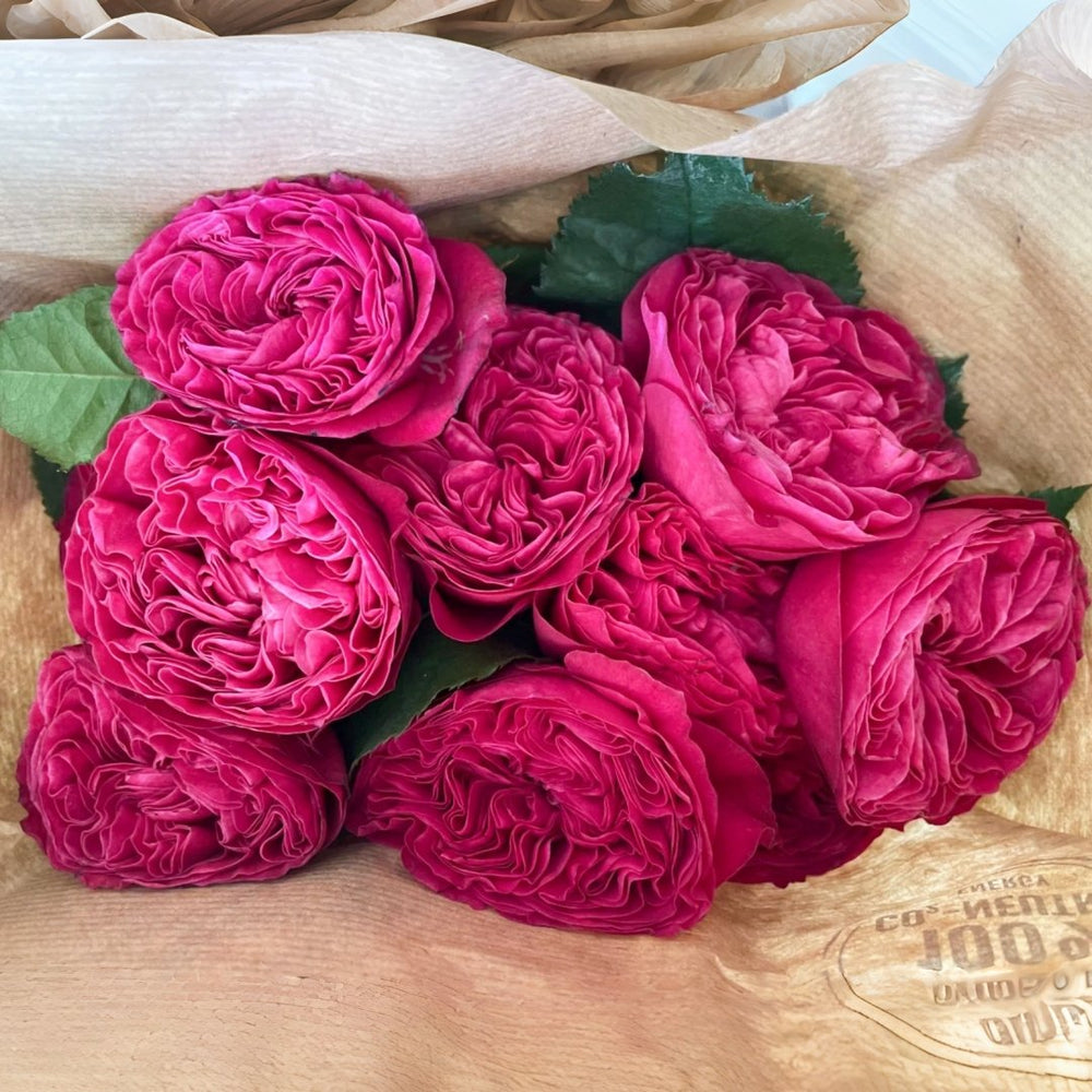Pink'N Pretty Rose Plant|粉红美丽 image 0