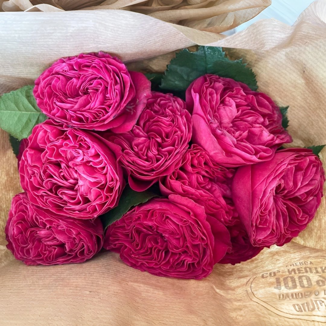 Pink'N Pretty Rose Plant|粉红美丽 image 0
