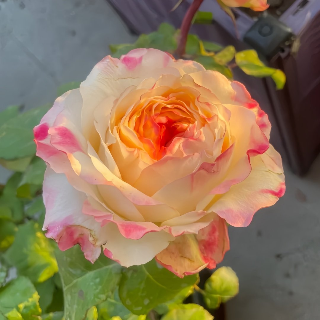 Poetica Rose Plant|诗歌 image 5