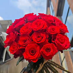 Vulcan Rose Plant｜火神 image 1