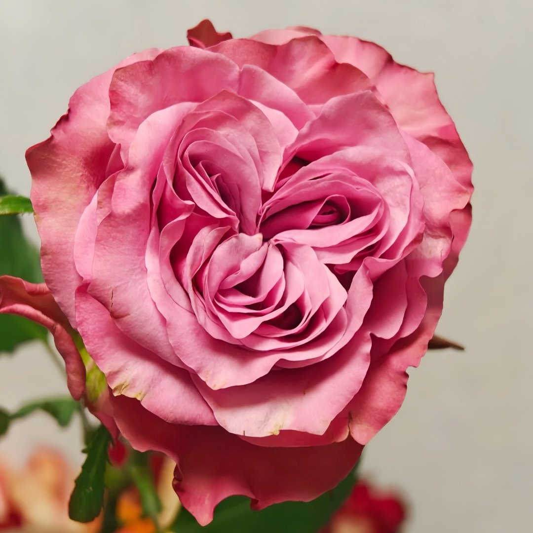 Country Blues Rose Plant|乡村蓝调 image 9