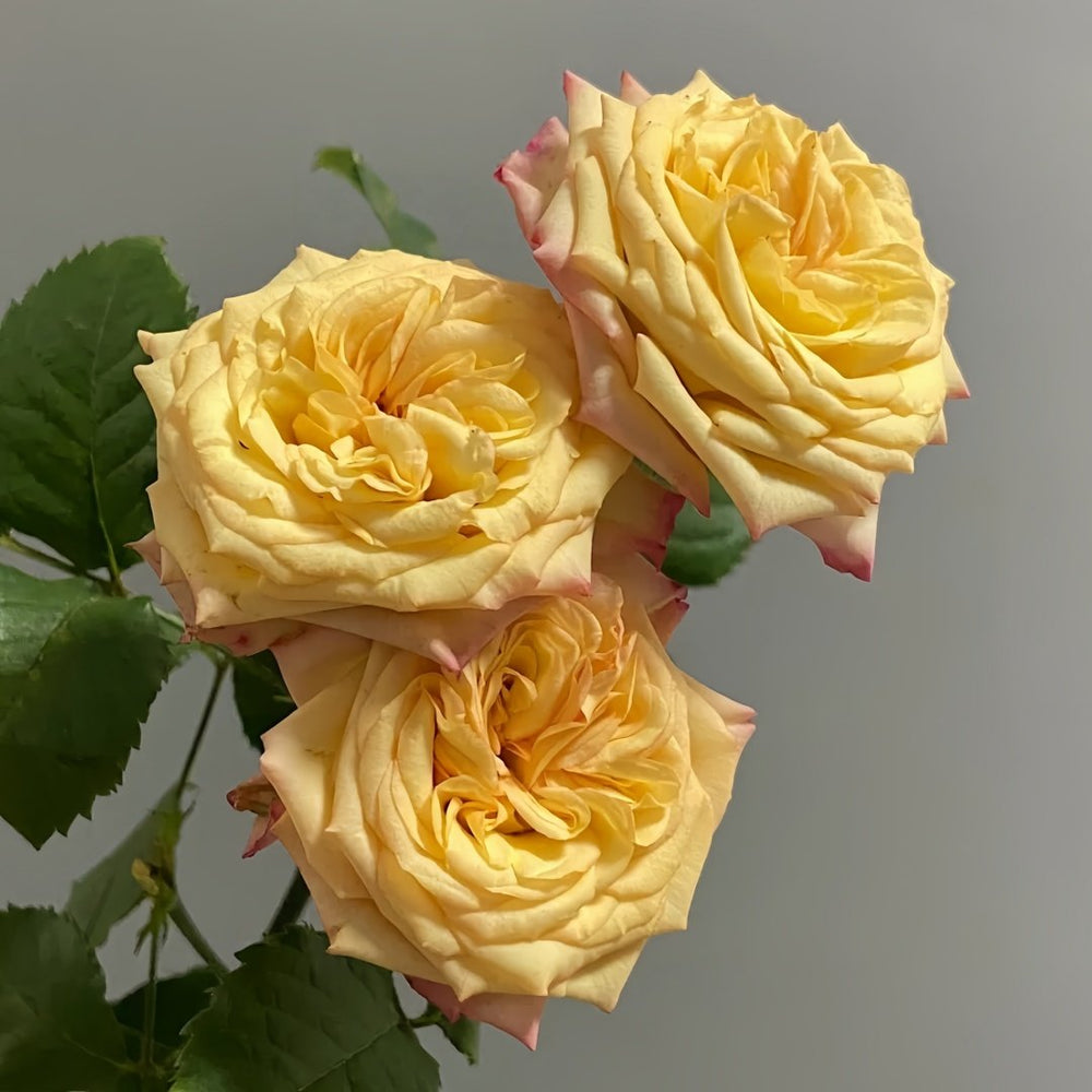 Yoga Trendsetter Rose Plant｜瑜伽潮流 image 3