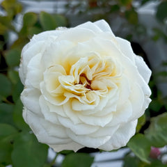 Leonora Rose Plant｜Ella Rose｜艾拉/尼罗娜 image 3