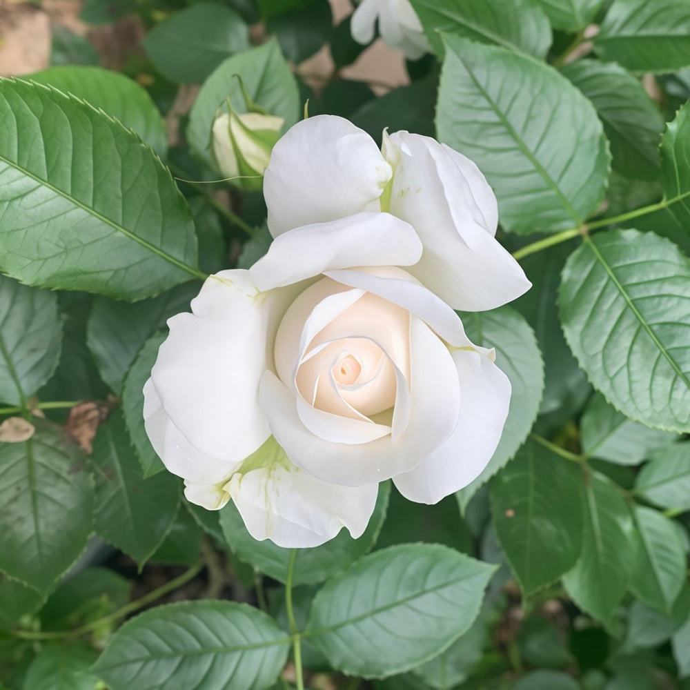 Annapurna Rose Plant|冰峰 image 5
