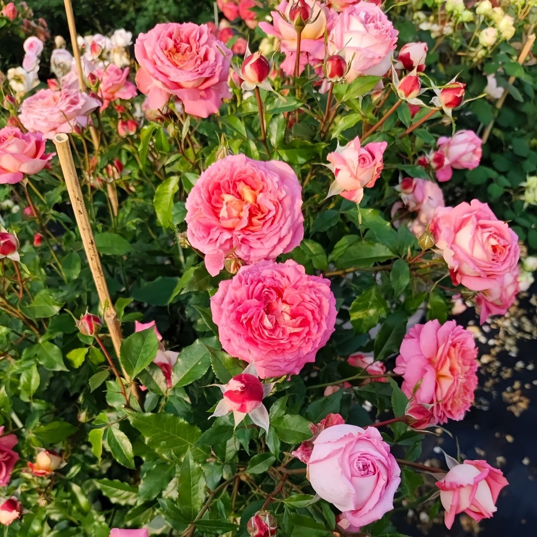Argonauts Rose Plant｜阿尔戈英雄 image 8