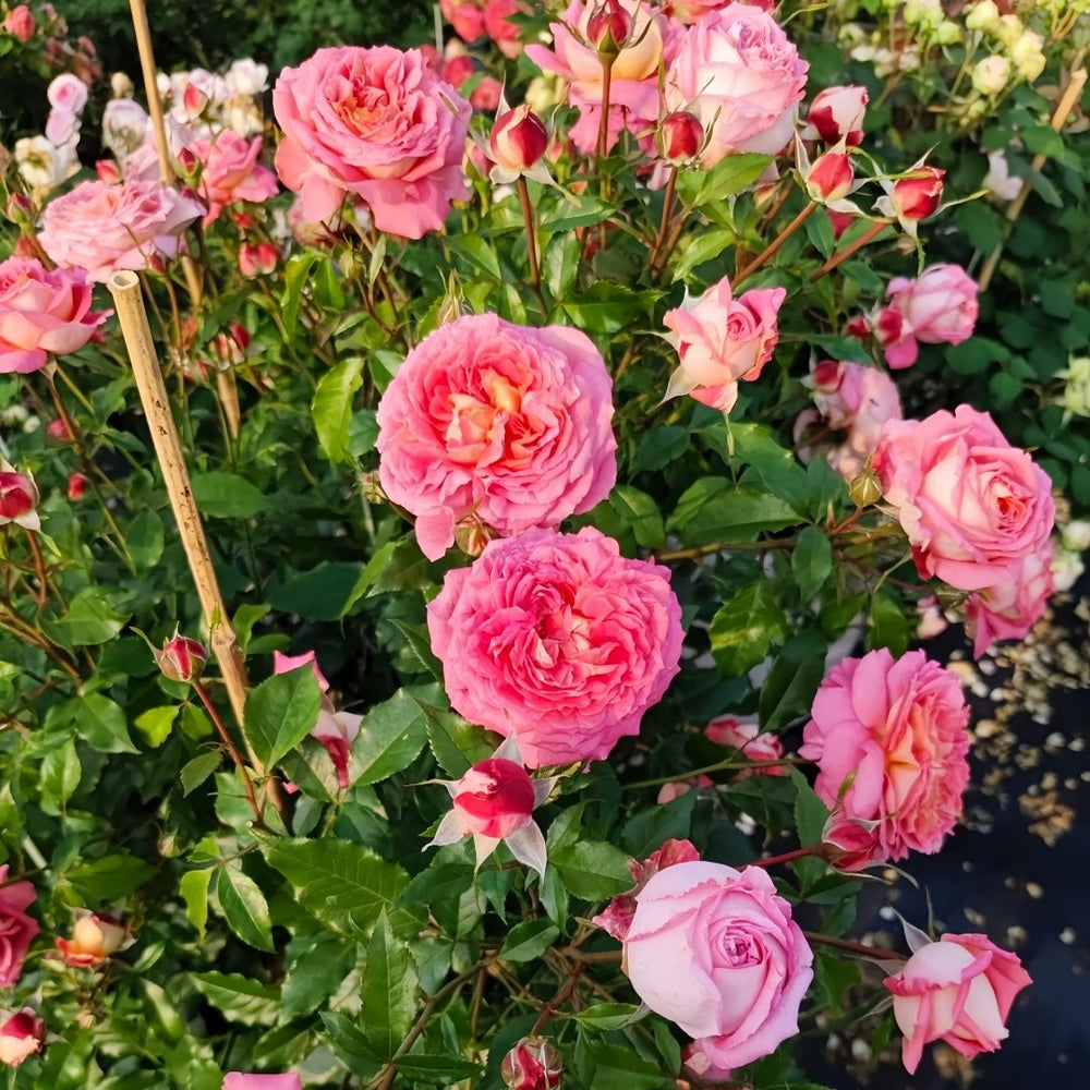 Argonauts Rose Plant｜阿尔戈英雄 image 8