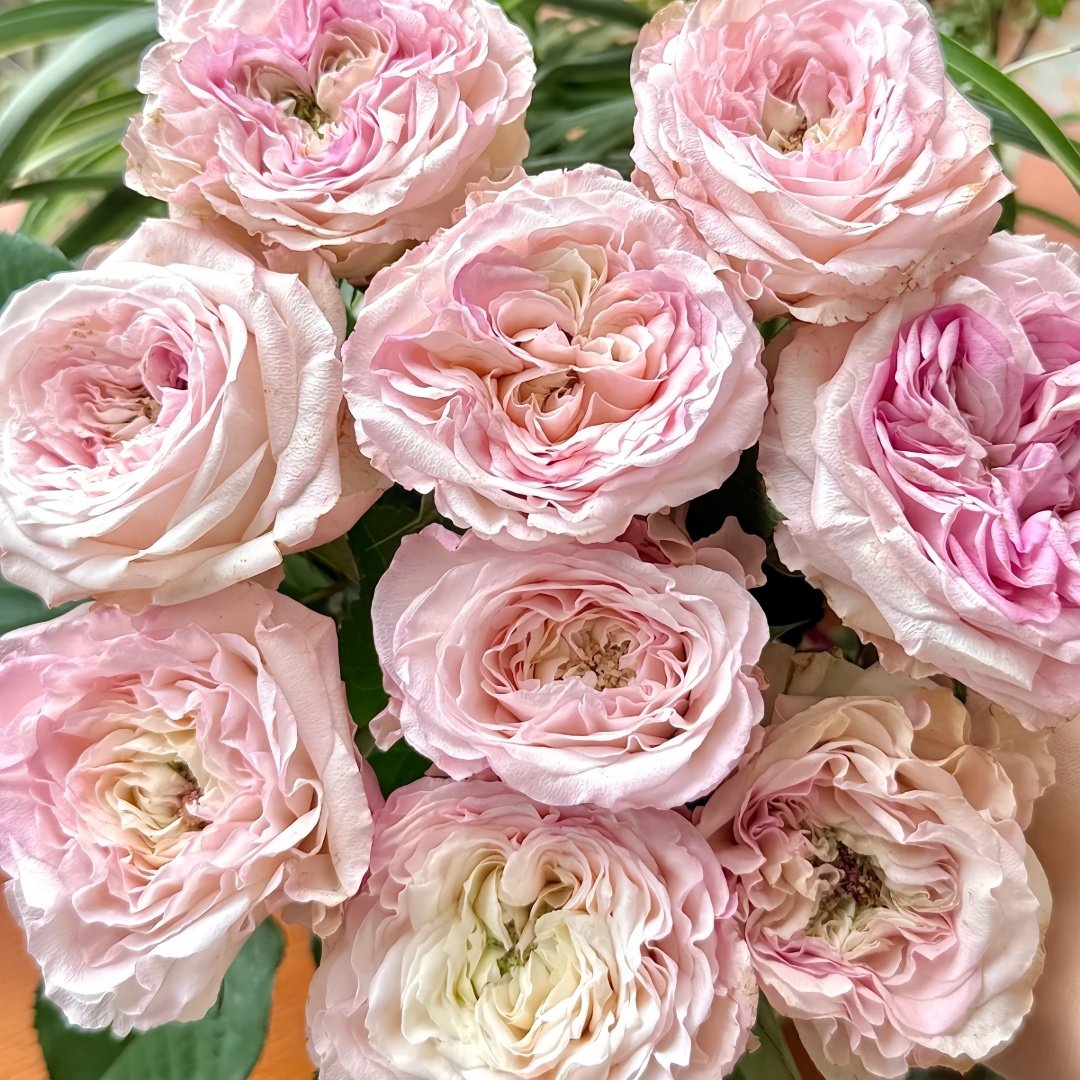 Gossip Girl Rose Plant｜绯闻女孩 image 9