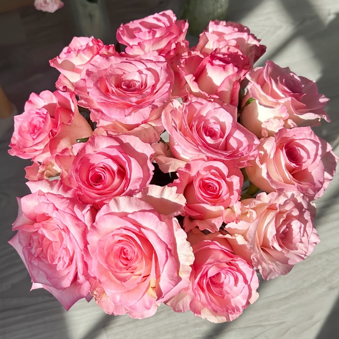 Wu Mei Niang Rose Plant｜武媚娘 image 3