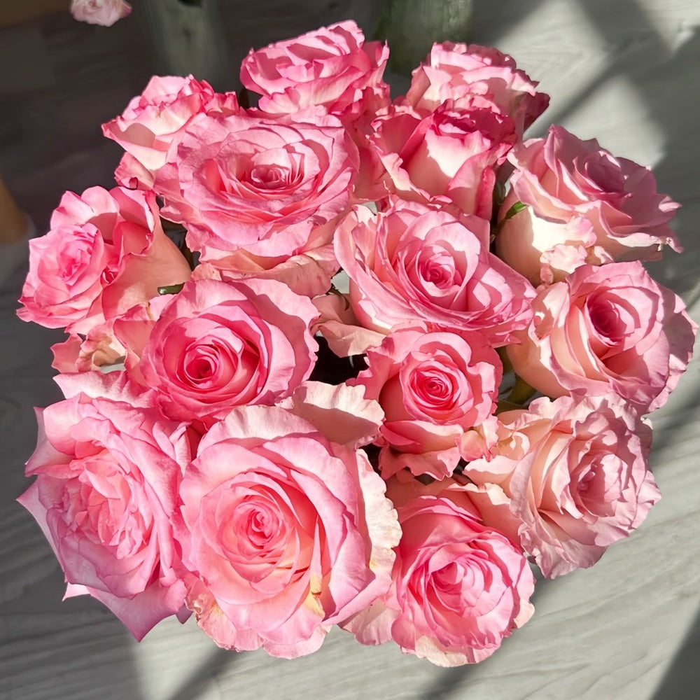 Wu Mei Niang Rose Plant｜武媚娘 image 3