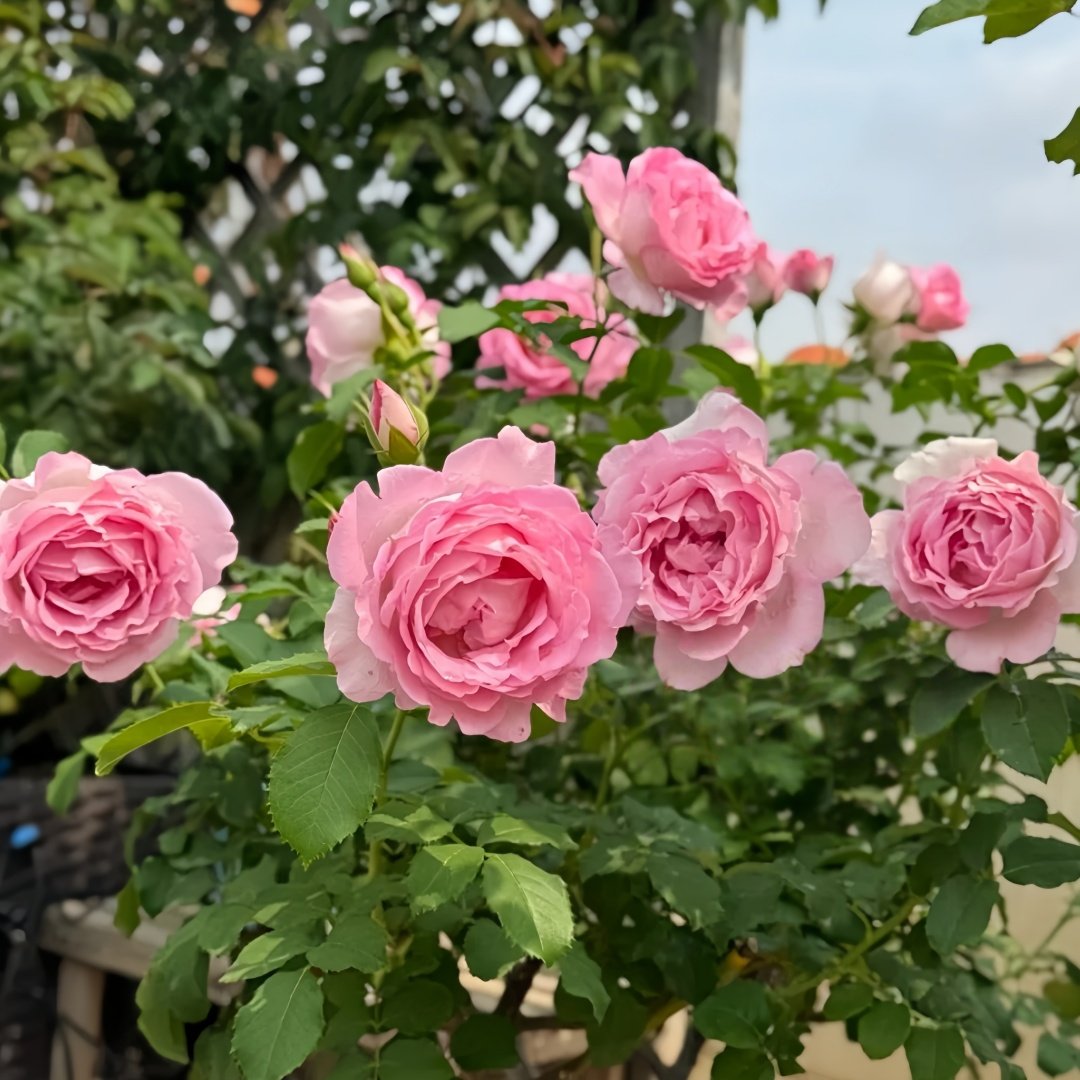 Rien Rose Plant｜河本绊 image 7