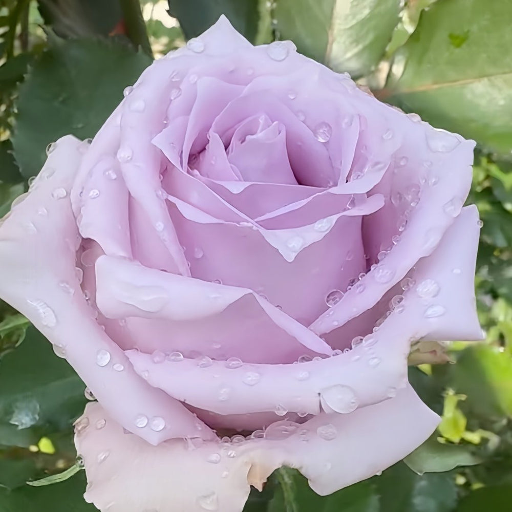 Vanquish Rose Plant｜征服 image 5