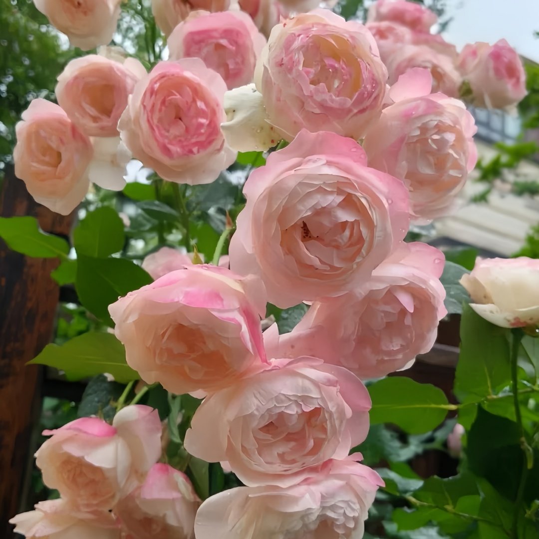 Strawberry Macaron Rose Plant｜草莓杏仁饼 image 8