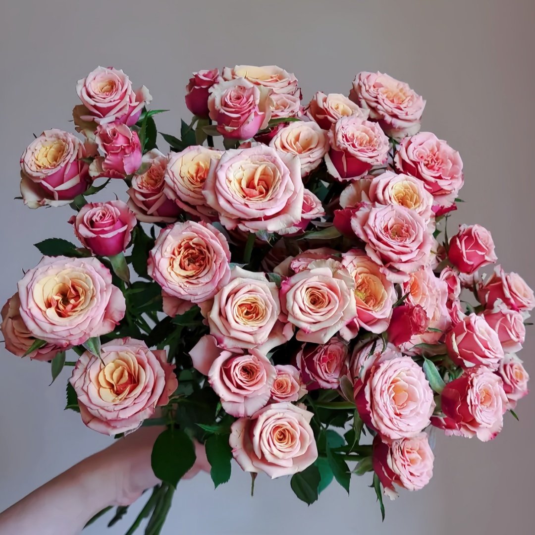 Magic Silver Rose Plant|神奇银色/魔力银 image 4