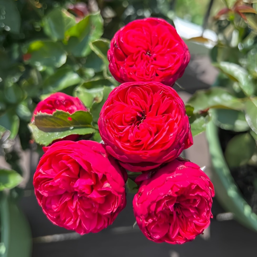 Piano Rose Plant| 红钢琴 image 5