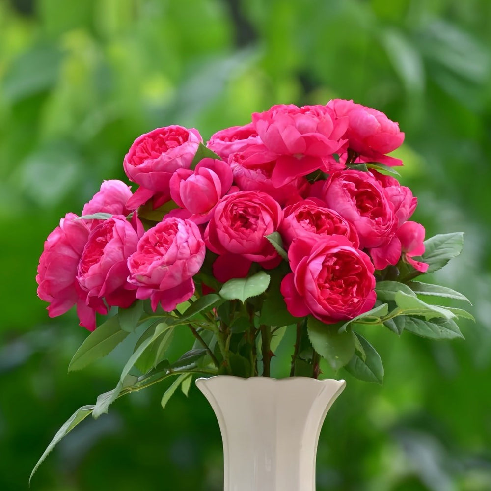 Benjamin Britten Rose Plant｜本杰明布里顿 image 9