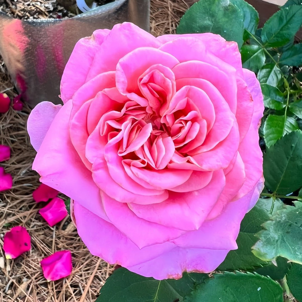 Ashley Rose Plant|艾希丽 image 8
