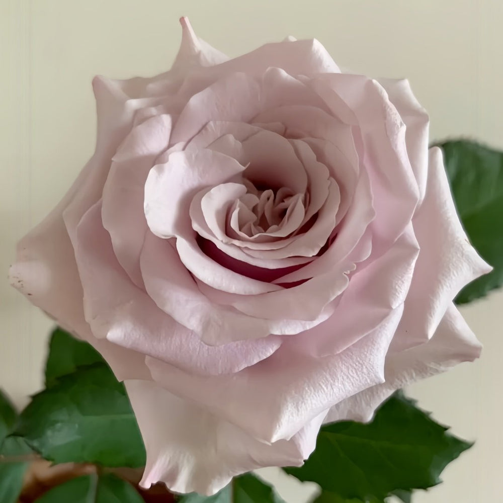 Vanquish Rose Plant｜征服 image 2