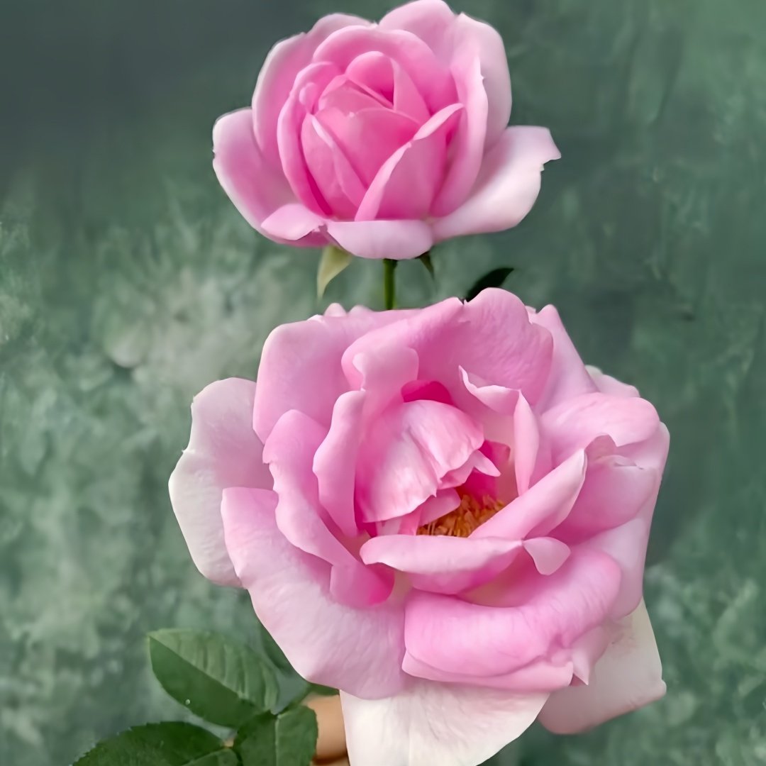 Verdi Rose Plant ｜绝代双骄 image 4