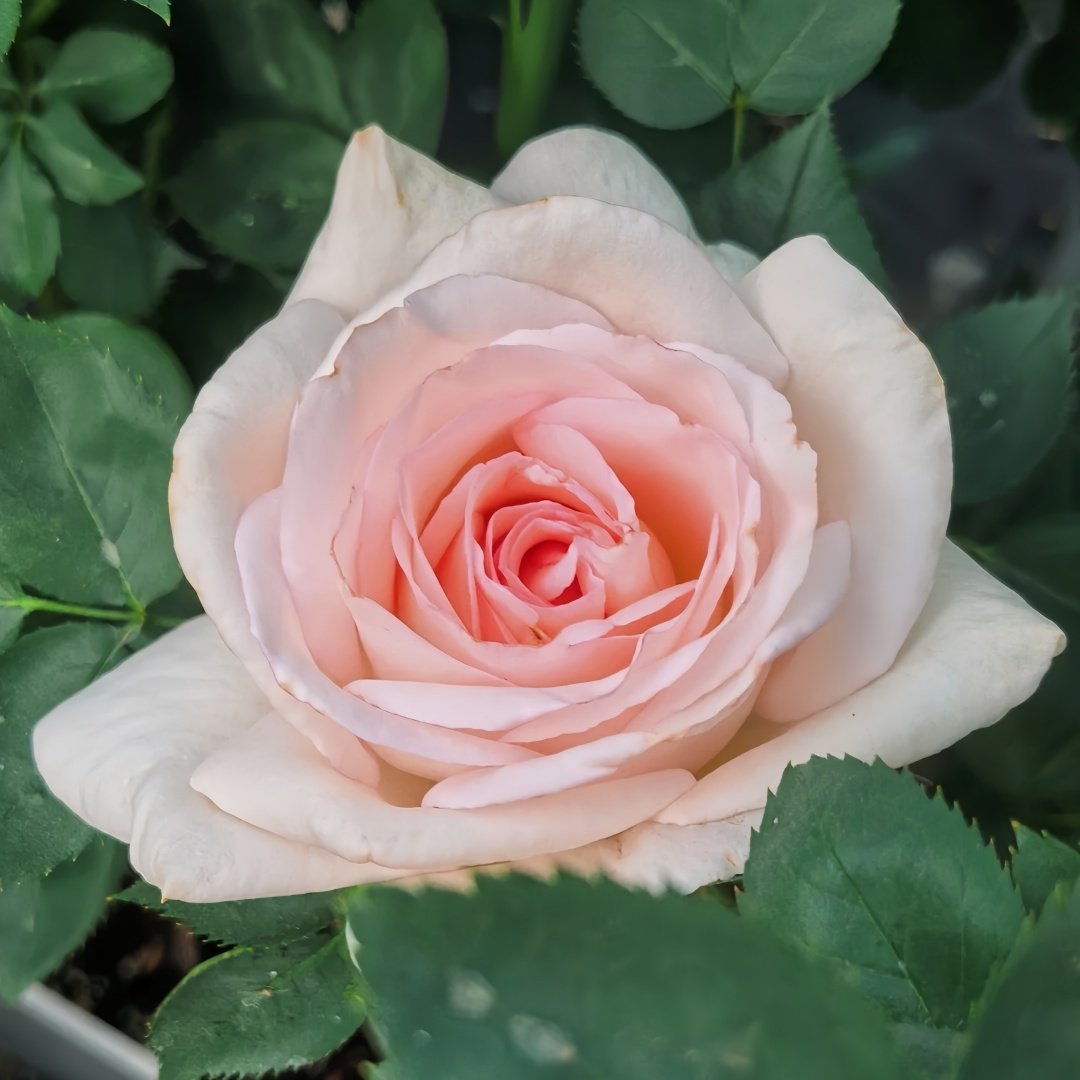 Trésor du Jardin Rose Plant|花园宝藏 image 4