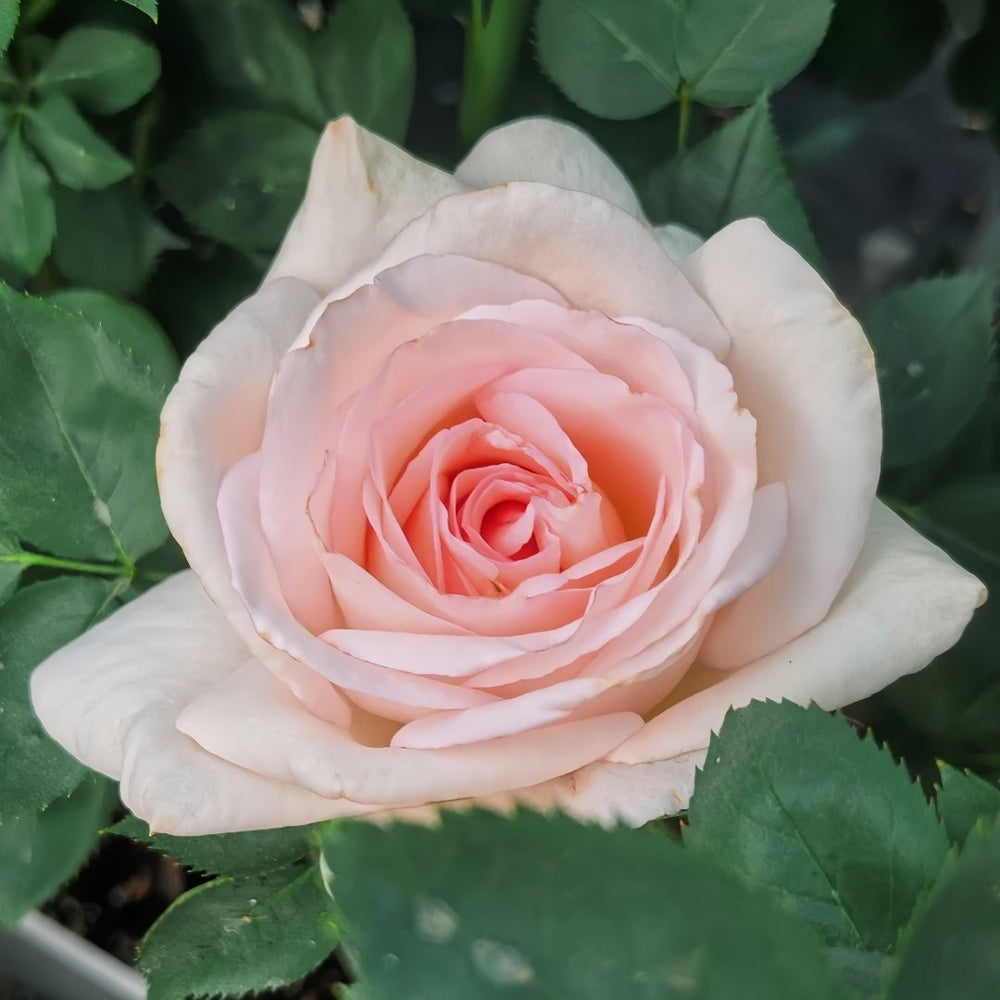 Trésor du Jardin Rose Plant|花园宝藏 image 4
