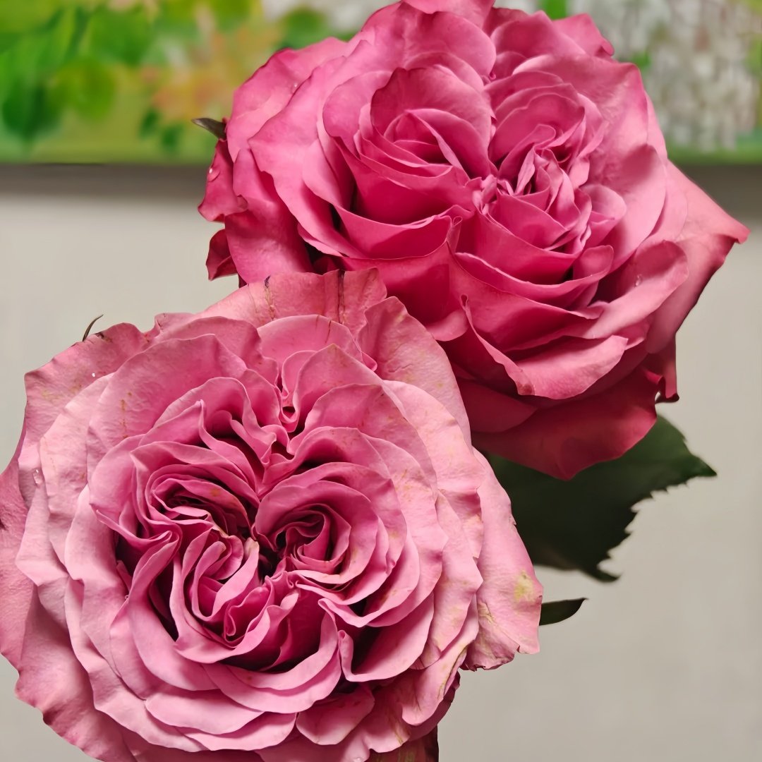 Country Blues Rose Plant|乡村蓝调 image 6