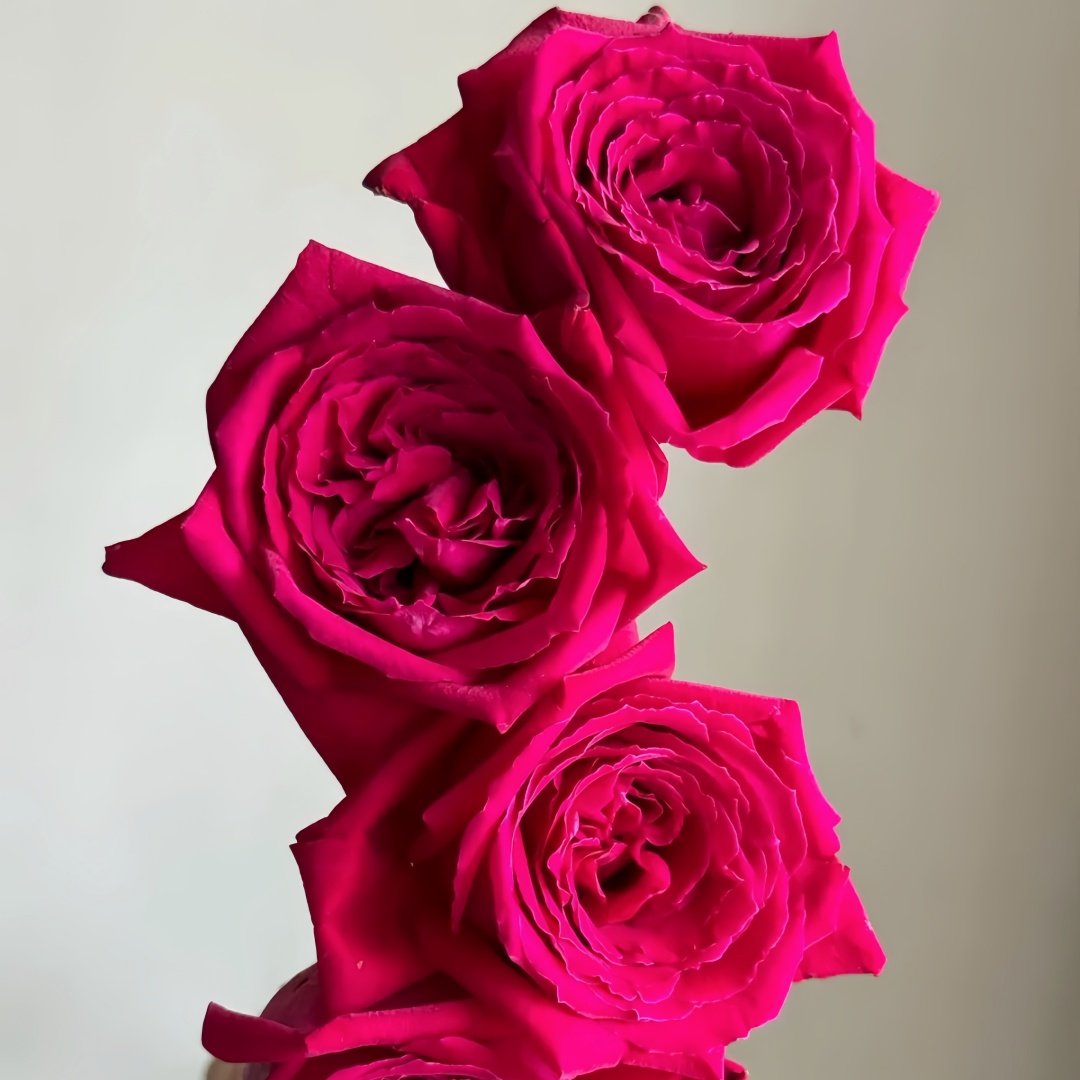 Botero Rose Plant|恩典女士 image 7