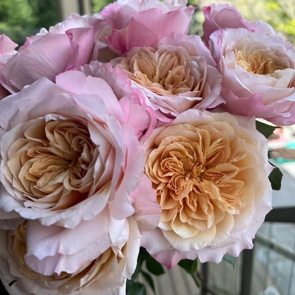Miyabi Brown Rose Plant｜棕雅 image 7