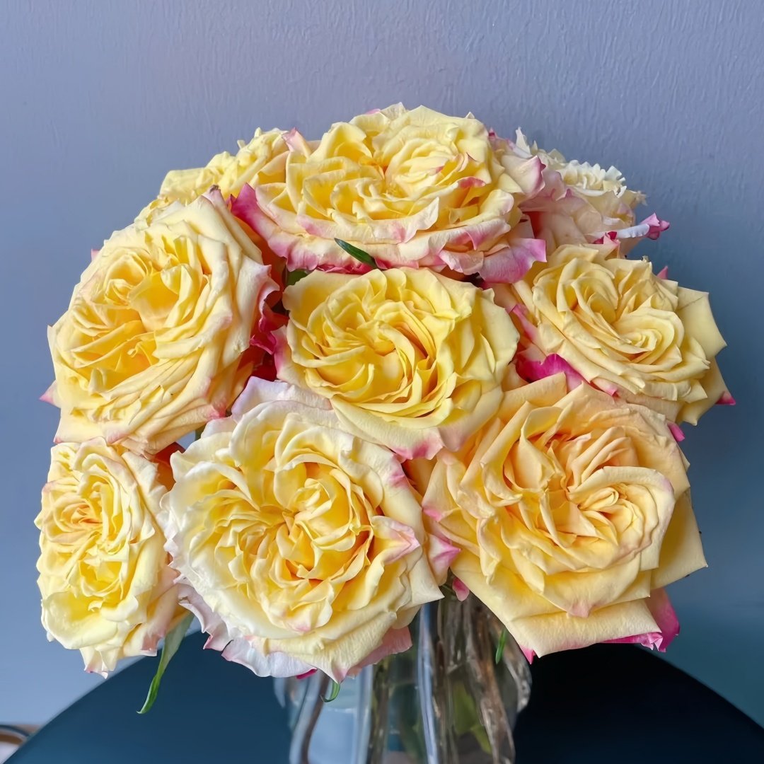 Golden Wheat Rose Plant｜黄金麦浪 image 3