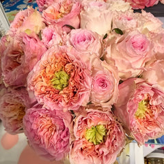 Sweet Eye Rose Plant|甜蜜眼 image 0