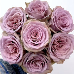 Amnesia Rose Plant|失忆 image 0