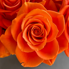 Diya's Fire Rose Plant|热情似火 image 1