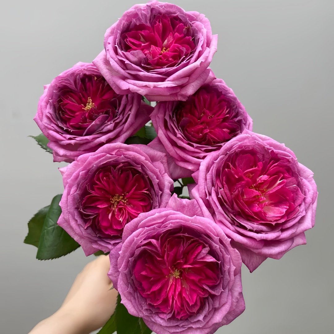 Thierry Marx Rose Plant｜蓝莓蛋糕 image 5