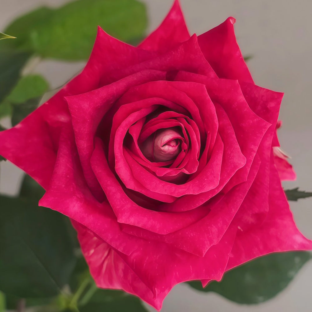 Monica Bellucci Rose Plant｜莫妮卡贝鲁奇 image 1