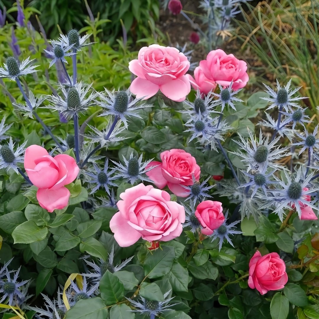 Desirée Rose Plant ｜德西里 image 4