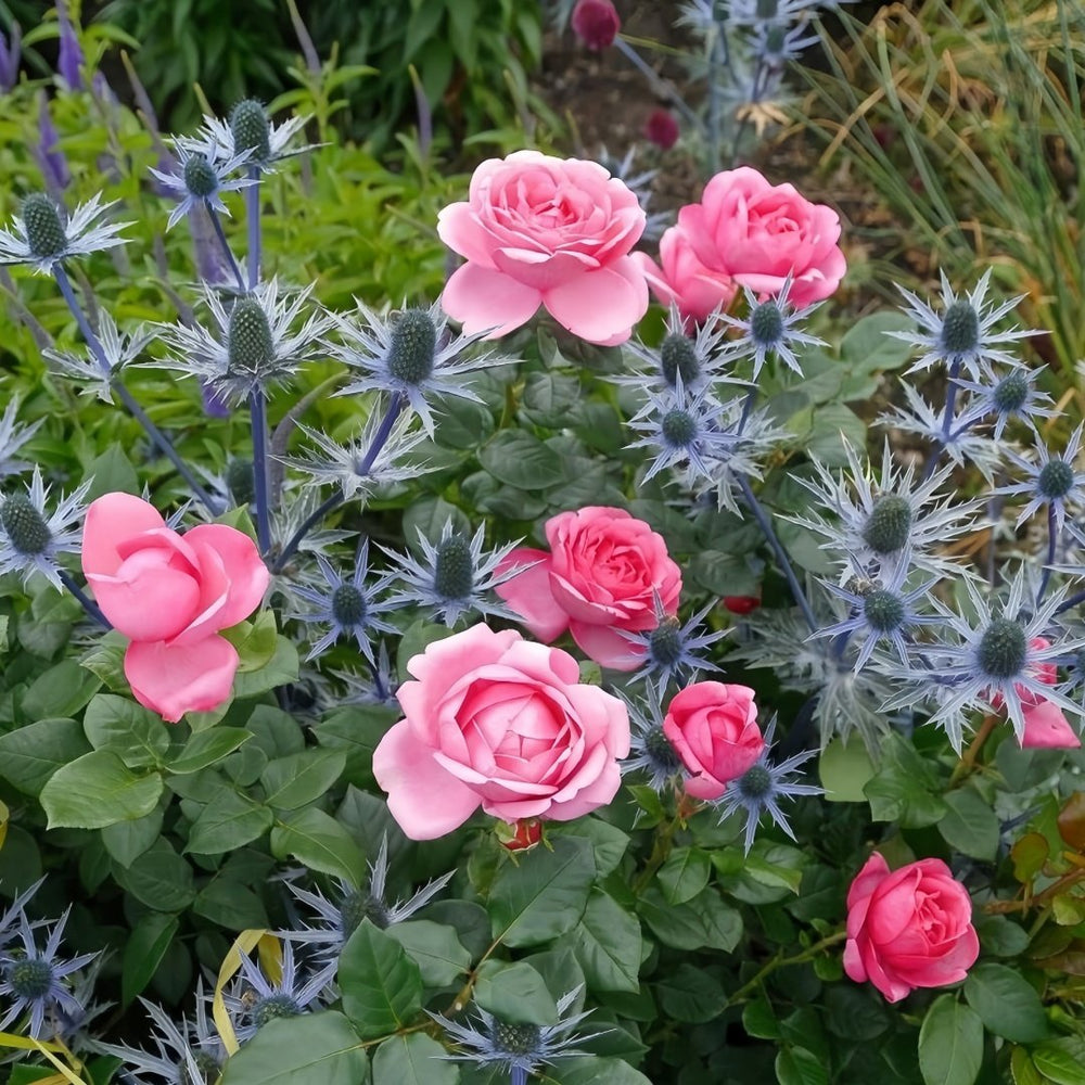 Desirée Rose Plant ｜德西里 image 4
