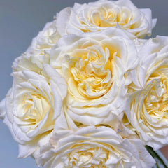 White Ashley Rose Plant｜白色艾希莉 image 2