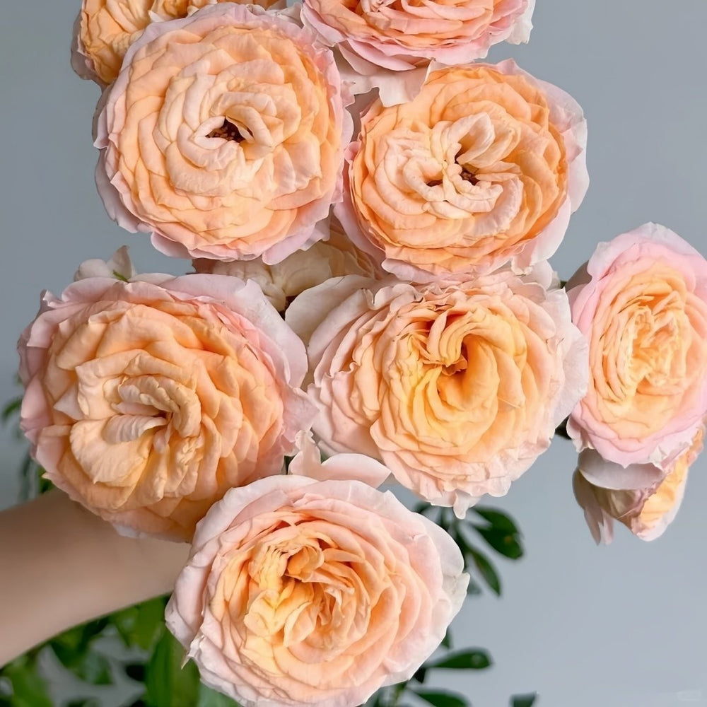 Mickey Bubbles Rose Plant|米奇泡泡 image 1
