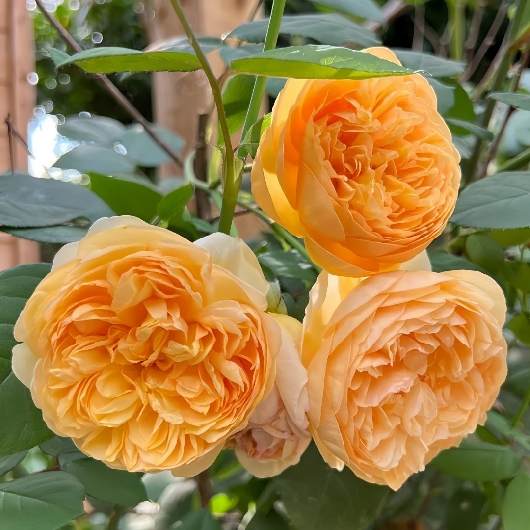 Bring me sunshine Rose Plant ｜阳光使者 image 3